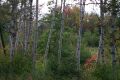 white birches and autumn leaves