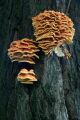 Bright orange bracket fungus