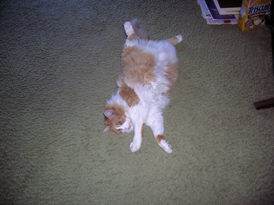 orange and white cat on back on green carpet