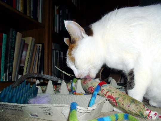 cat licking catnip-filled toy