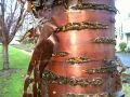 birch bark cherry trunk