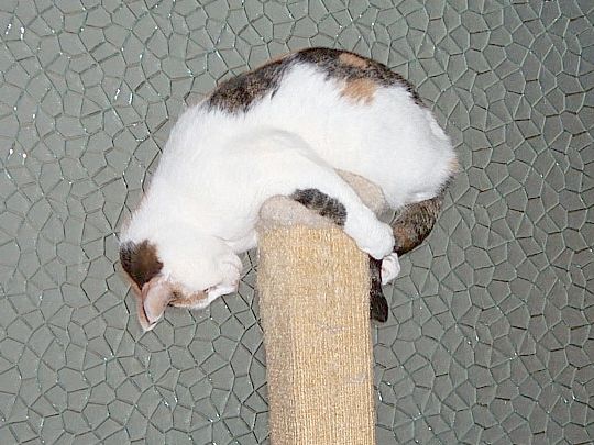 Alice catching tail on scratching post