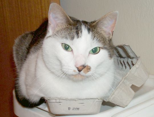 big cat in a little egg carton