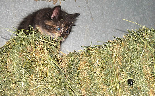 Maddie the kitten on a haybale, stalking a stinkbug.