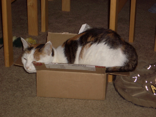 small cat in smaller box. Alice is a tiny little cat, but she is still 