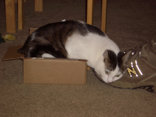 bigger cat in same small box