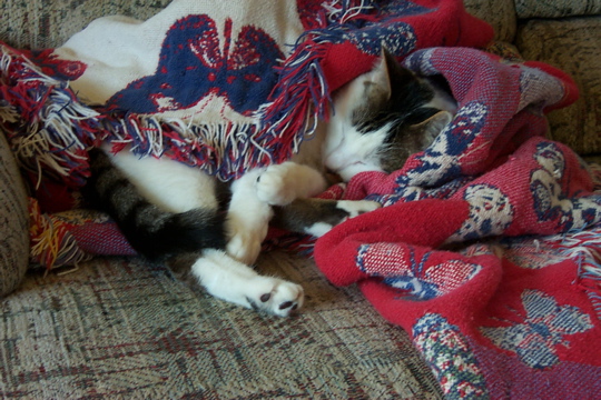 cat curled up in blanket