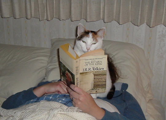 cat reading Return of the King