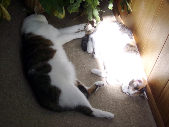 one cat absorbing all available sunshine, the other must settle for shade