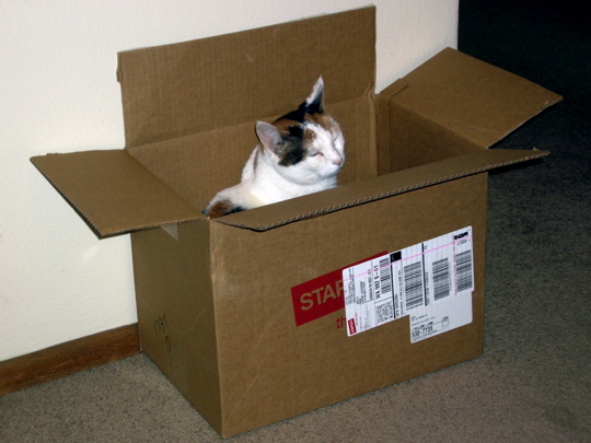 cat dozing upright in a shipping box. Late again.