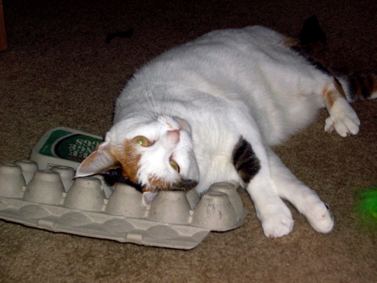 cat rubbing head on under side of egg carton