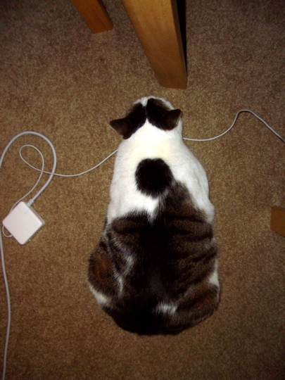 cat with chin resting on mac power cable seen from above