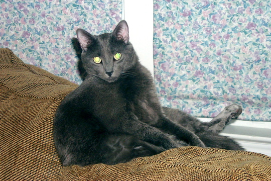 grey cat on the back of a couch