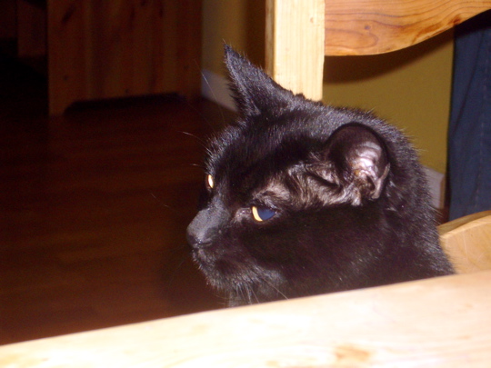 black cat looking quizzical