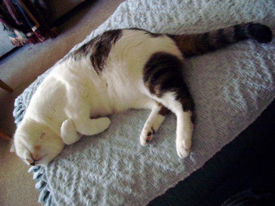 cat sprawled on a rug-covered ottoman