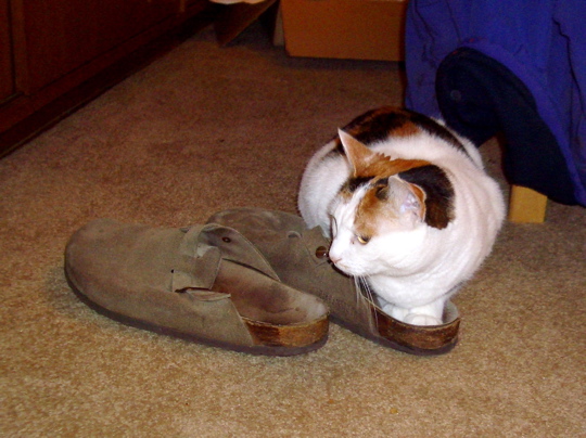 cat with front feet in a shoe