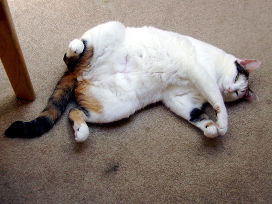 cat showing belly