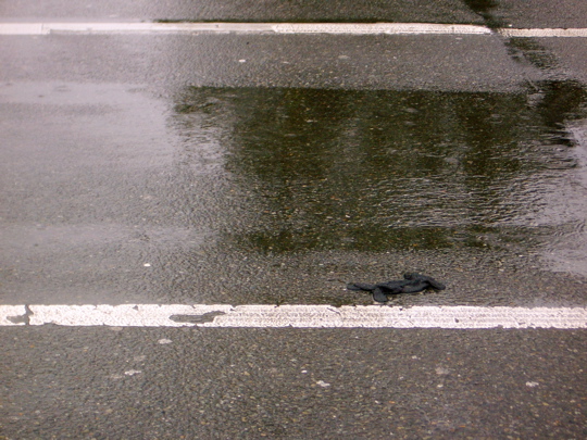 very wet grey glove in the middle of a very wet street