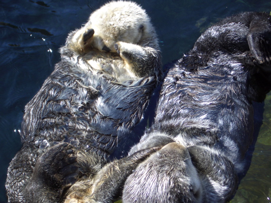 two sea otters basking in the sun