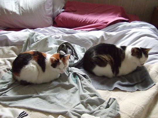 two cats sitting in the same pose and orientation next to eachother