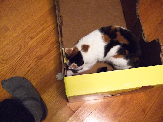 cat in box attacking foot through hole