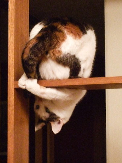Alice reaching under shelf to catch her own tail