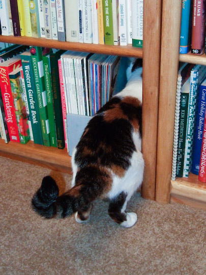 cat with the front half of its body in a book shelf