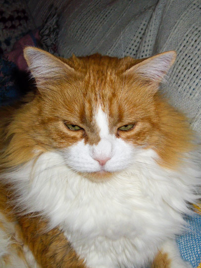 long-haired orange and white cat