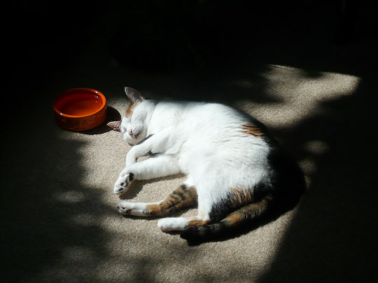 Cat fast asleep in sunny spot with water dish nearby