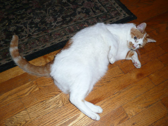 marmalade cat presenting his fuzzy white belly for rubbings