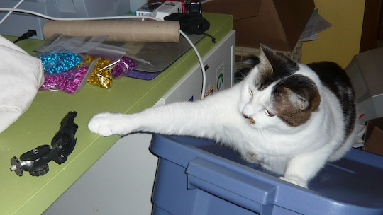 cat attacking folded mini tripod