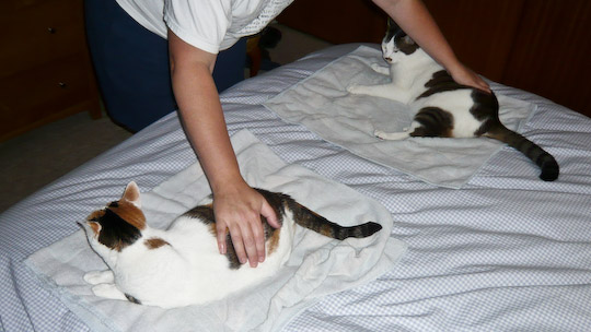 two cats each on their own towel, each being petted