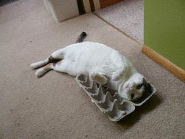 Cat writhing around on an egg carton