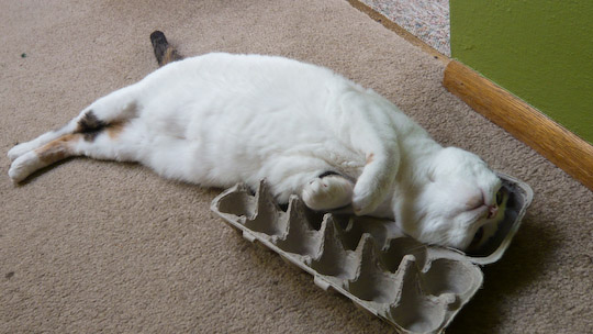 Cat lying in an egg carton
