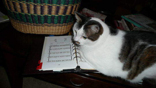 cat sitting on an open binder