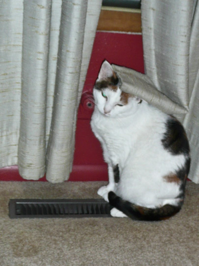 cat sitting on a furnace vent with curtain draped on her head