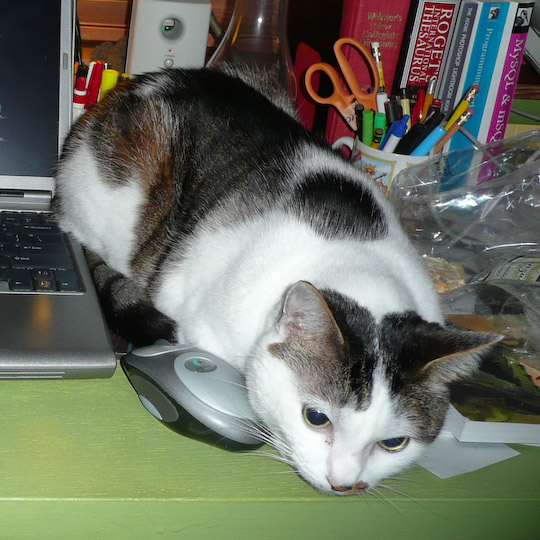 Cat lying in the space needed to operate a mouse