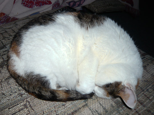 Cat curled in a ball