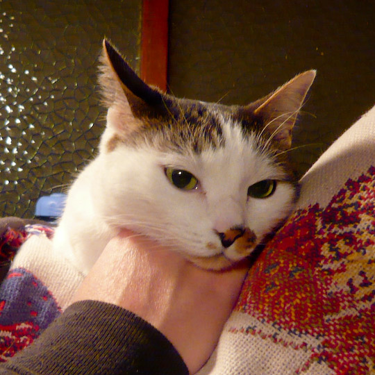 Cat with his chin resting on his owner's hand