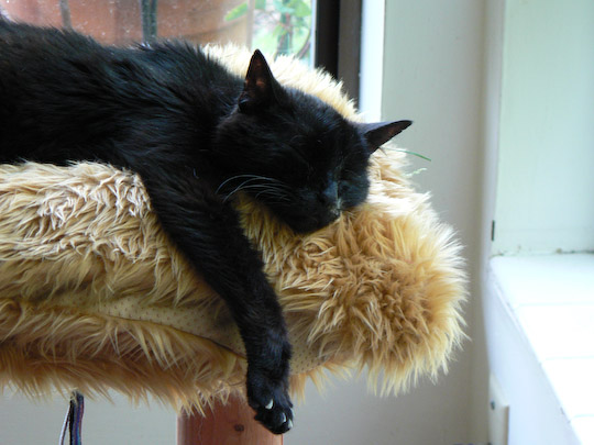 black cat lounging on a fuzzy shelf