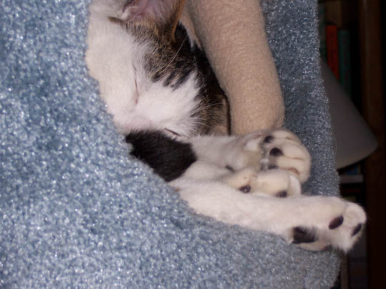 Cat sleeping with feet all jumbled together