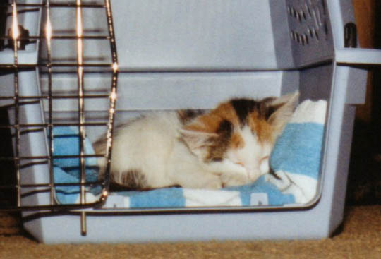 kitten asleep in carrier