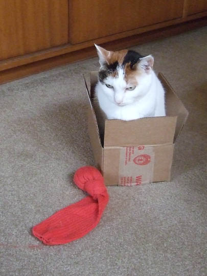 cat in small box next to sock toy