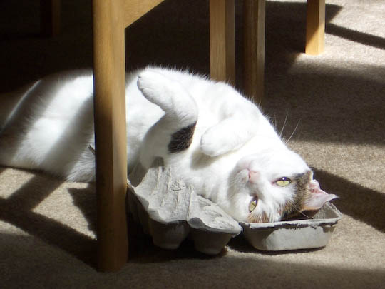 cat sprawled in egg carton in the sun