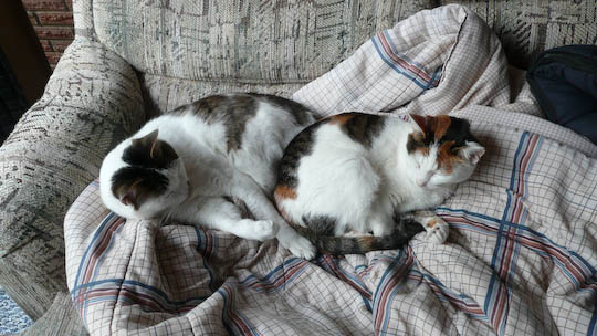 two cats curled on a blanket